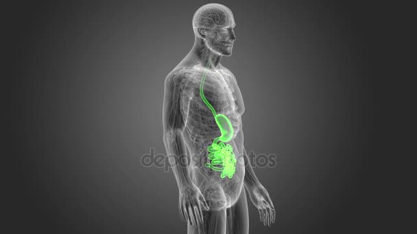 胃和小肠与身体3D — 图库视频影像