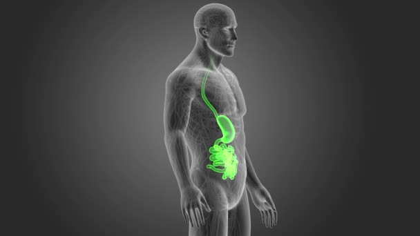 Magen Und Dünndarm Mit Körper Illustration — Stockvideo