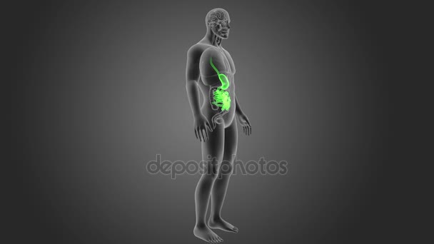 Stomach Small Intestine Body Illustration — Stock Video