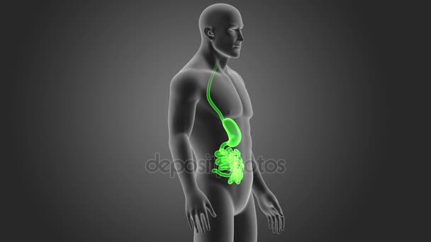 Żołądka Jelita Cienkiego Ciała Ilustracja — Wideo stockowe
