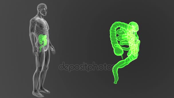 Skeleton Posterior View Human Intestine Out Body Grey Background — Stock Video