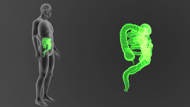 人体肠道骨架后视 灰色背景下体外 — 图库视频影像