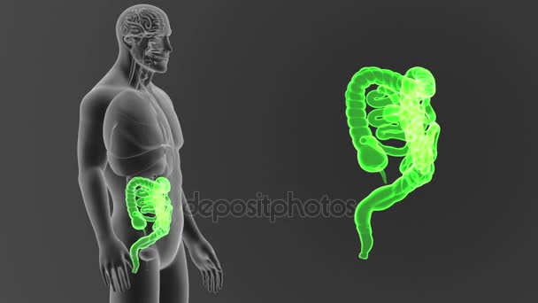 Esqueleto Visão Posterior Intestino Humano Fora Corpo Sobre Fundo Cinzento — Vídeo de Stock