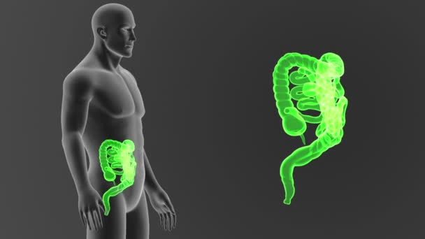 Esqueleto Visão Posterior Intestino Humano Fora Corpo Sobre Fundo Cinzento — Vídeo de Stock