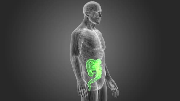 Skeleton Posterior View Human Intestine Grey Background — Stock Video