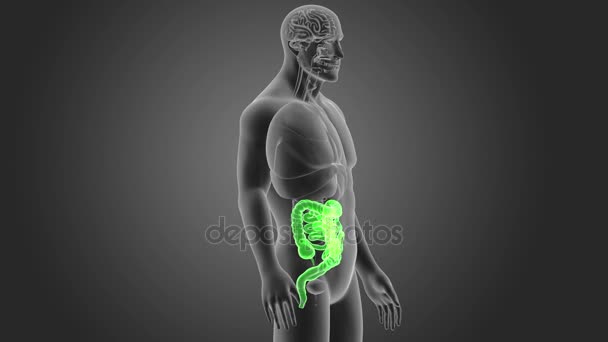 Esqueleto Visão Posterior Intestino Humano Sobre Fundo Cinzento — Vídeo de Stock