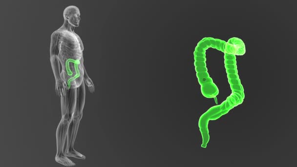 Esqueleto Vista Posterior Del Intestino Grueso Humano Fuera Del Cuerpo — Vídeos de Stock