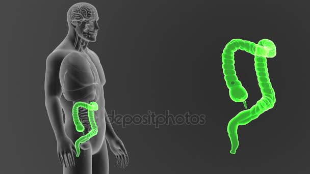 Skeleton Posterior View Human Large Intestine Out Body Grey Background — Stock Video