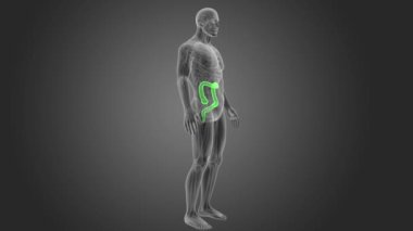 insan kalın bağırsak iskelet arka görünümü gri arka plan üzerinde