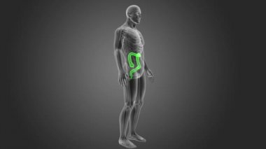 insan kalın bağırsak iskelet arka görünümü gri arka plan üzerinde