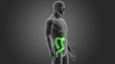 insan kalın bağırsak iskelet arka görünümü gri arka plan üzerinde