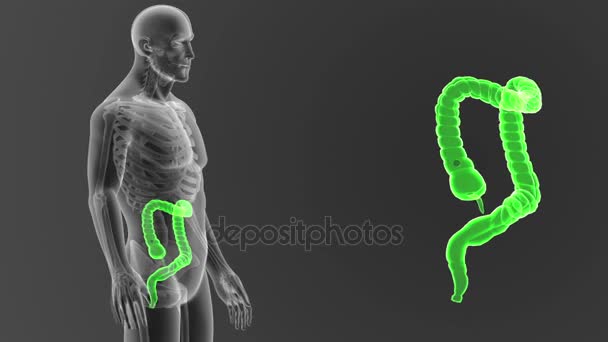 体に灰色の背景から 人間の大腸のスケルトンの後方ビュー — ストック動画