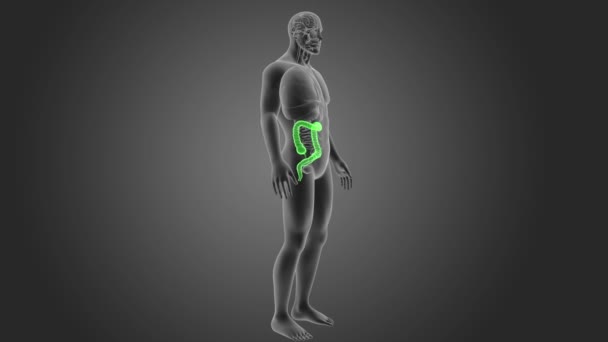 灰色の背景に人間の大腸のスケルトンの後方ビュー — ストック動画