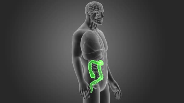 Esqueleto Vista Posterior Del Intestino Grueso Humano Sobre Fondo Gris — Vídeos de Stock