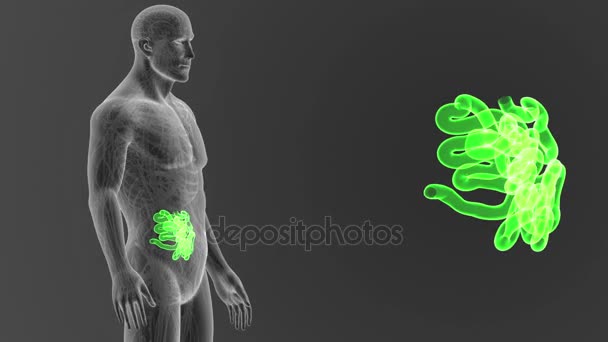 人間の小腸 体に灰色の背景からのスケルトンの後方ビュー — ストック動画