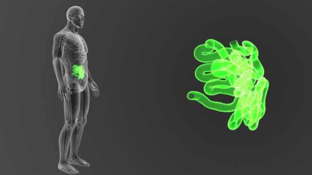 Esqueleto Vista Posterior Del Intestino Delgado Humano Fuera Del Cuerpo — Vídeos de Stock