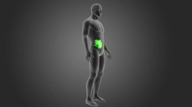 insan ince bağırsak iskelet arka görünümü gri arka plan üzerinde