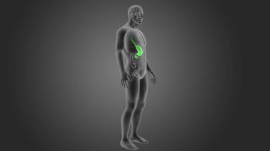 insan mide iskelet arka görünümü gri arka plan üzerinde