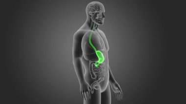 insan mide iskelet arka görünümü gri arka plan üzerinde