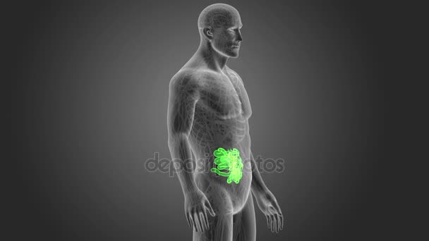 Skeleton Posterior View Human Small Intestine Grey Background — Stock Video