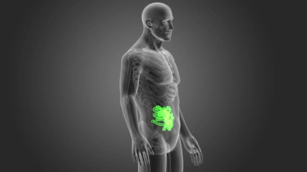 Skelet Posterieure Weergave Van Menselijke Dunne Darm Grijze Achtergrond — Stockvideo