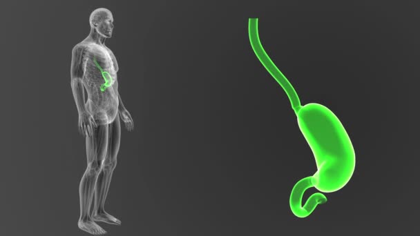 Post fertilization medicine science animation — Stock Video