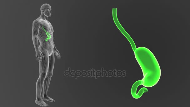 Esqueleto Vista Posterior Del Estómago Humano Fuera Del Cuerpo Sobre — Vídeos de Stock