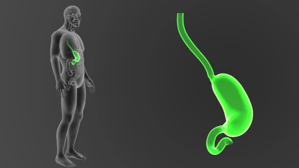 Esqueleto Vista Posterior Del Estómago Humano Fuera Del Cuerpo Sobre — Vídeos de Stock