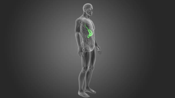 Squelette Vue Postérieure Estomac Humain Sur Fond Gris — Video