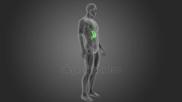 Skeleton Posterior View Human Stomach Grey Background — Stock Video