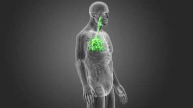 insan nefes borusu iskelet arka görünümü gri arka plan üzerinde