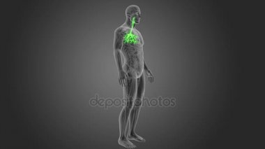 insan nefes borusu iskelet arka görünümü gri arka plan üzerinde