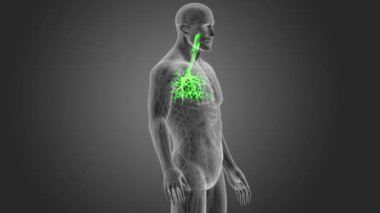 insan nefes borusu iskelet arka görünümü gri arka plan üzerinde