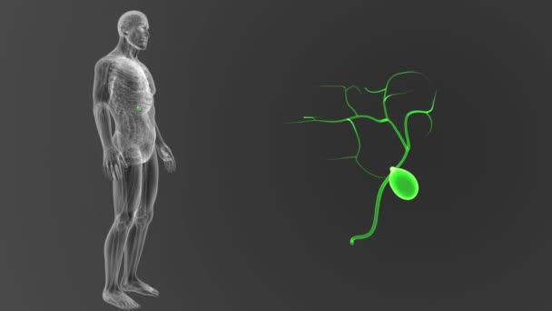 Scheletro Vista Posteriore Della Cistifellea Umana Fuori Dal Corpo Sfondo — Video Stock