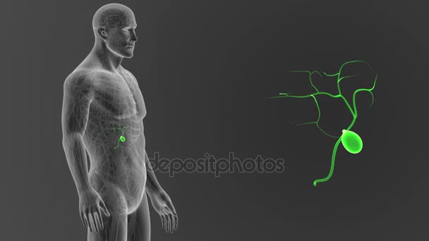 体に灰色の背景からのひと胆嚢のスケルトンの後方ビュー — ストック動画