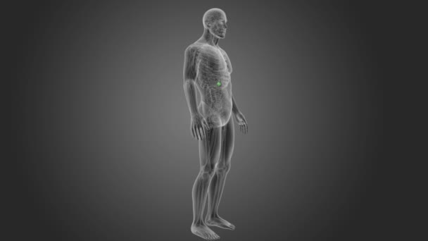 Skeleton Posterior View Human Gallbladder Grey Background — Stock Video