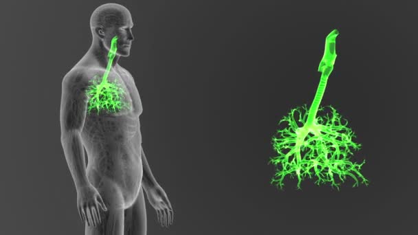 Esqueleto Vista Posterior Tráquea Humana Fuera Del Cuerpo Sobre Fondo — Vídeo de stock