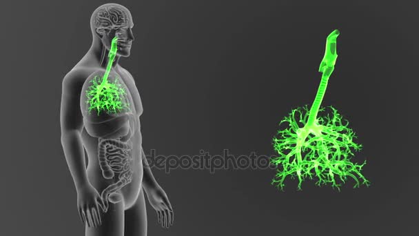 Skeleton Posterior View Human Trachea Out Body Grey Background — Stock Video