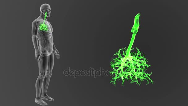 Esqueleto Vista Posterior Tráquea Humana Fuera Del Cuerpo Sobre Fondo — Vídeo de stock