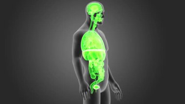 insan organlarını iskelet arka görünümü gri arka plan üzerinde