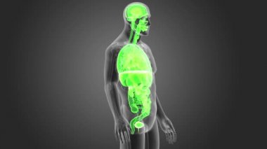 insan nefes borusu iskelet arka görünümü gri arka plan üzerinde