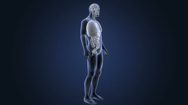 Skeleton Posterior View Human Organs Blue Background — Stock Video