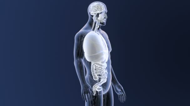 Esqueleto Vista Posterior Los Órganos Humanos Sobre Fondo Azul — Vídeo de stock