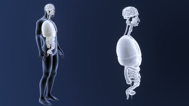 Esqueleto Visão Posterior Órgãos Humanos Fora Corpo Fundo Azul — Vídeo de Stock