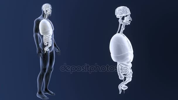 Squelette Vue Postérieure Des Organes Humains Hors Corps Sur Fond — Video