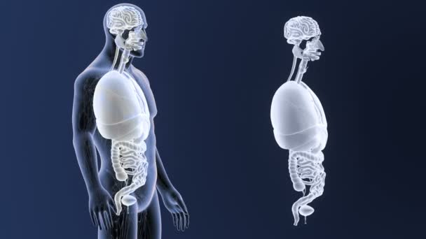 Скелет Задний Вид Человеческих Органов Вне Тела Синем Фоне — стоковое видео