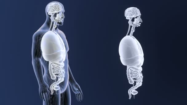 Skelett Bakre Uppfattning Mänskliga Organ Kroppen Blå Bakgrund — Stockvideo