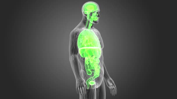 Esqueleto Vista Posterior Los Órganos Humanos Sobre Fondo Gris — Vídeo de stock