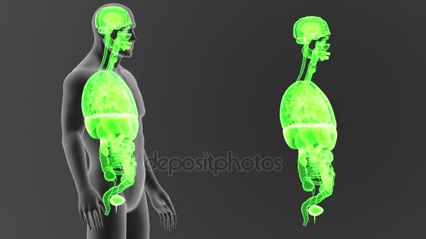 Skelet Posterieure Weergave Van Menselijke Organen Uit Lichaam Grijze Achtergrond — Stockvideo