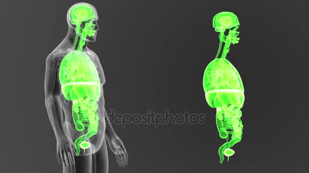 Skelett Bakre Uppfattning Mänskliga Organ Kroppen Grå Bakgrund — Stockvideo